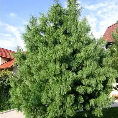 Сосна гриффита в Слониме