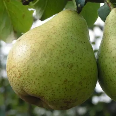 Груша ПЛАТОНОВСКАЯ в Слониме