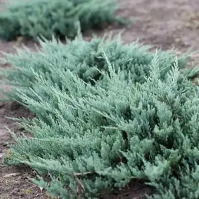 Можжевельник БЛЮ ЧИП горизонтальный  в Слониме