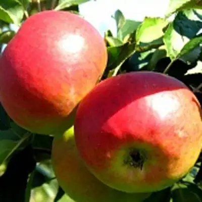 Яблоня СОКОЛОВСКОЕ стелющаяся в Слониме