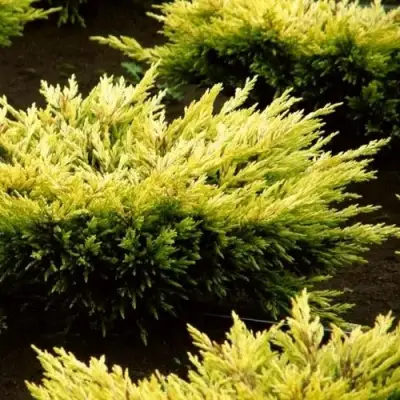 Можжевельник ЛАЙМ ГЛОУ горизонтальный  в Слониме