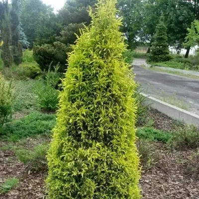 Можжевельник ГОЛД КОН обыкновенный в Слониме