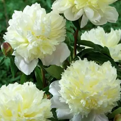 Пион ЛАУРА ДЕСЕРТ травянистый в Слониме