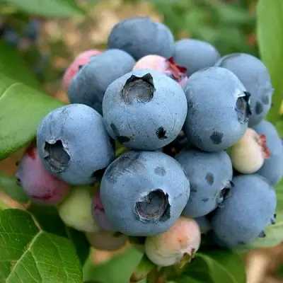 Голубика КОЛЛИНЗ в Слониме