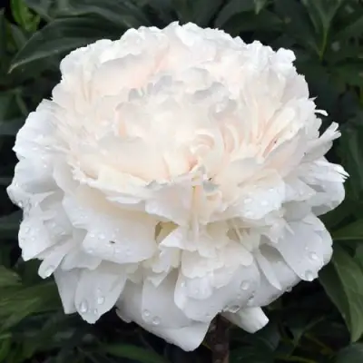 Пион БРАЗЕР ЧАК травянистый в Слониме