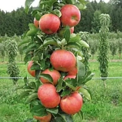 Яблоня ЯНТАРНОЕ ОЖЕРЕЛЬЕ колонновидная в Слониме