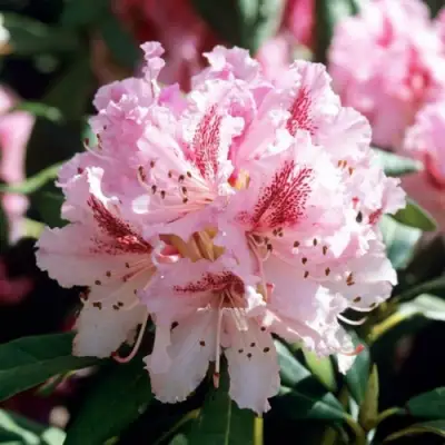 Рододендрон ЧИР в Слониме