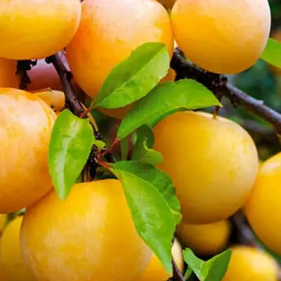 Слива МЕДОВАЯ ЖЁЛТАЯ в Слониме