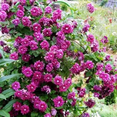 Клематис ПУРПУРЕА ПЛЕНА ЭЛЕГАНС в Слониме