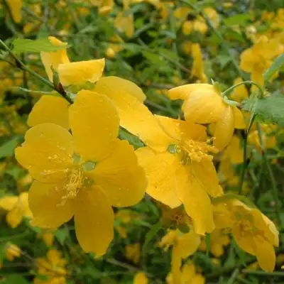 Керрия японская ГОЛДЕН ГИНЕЯ в Слониме