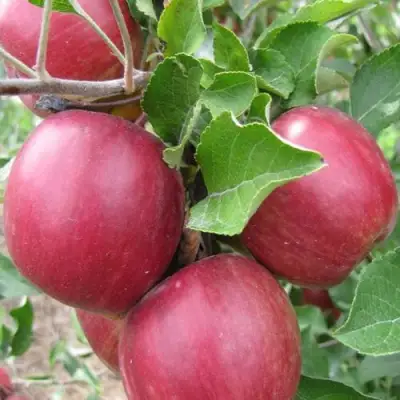 Яблоня МОСКОВСКОЕ ОЖЕРЕЛЬЕ колонновидная в Слониме