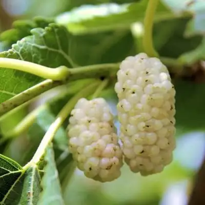 Шелковица БЕЛАЯ АЛЬБА в Слониме