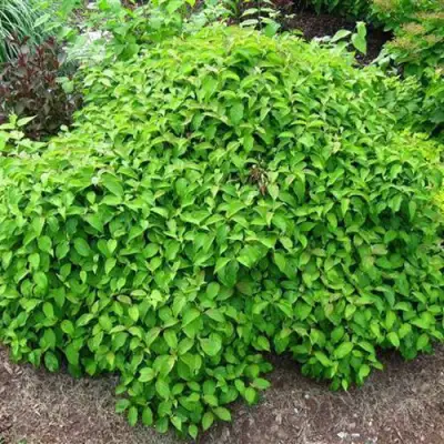 Дерен КЕЛСЕИ шелковистый  в Слониме