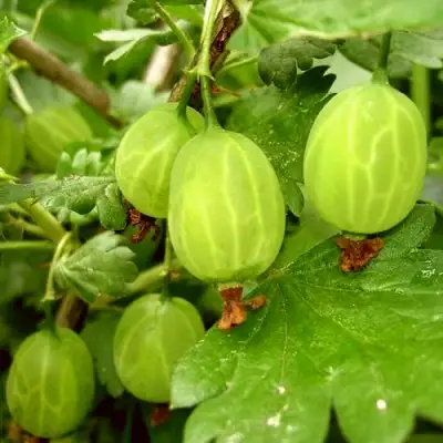 Крыжовник МАЛАХИТ в Слониме