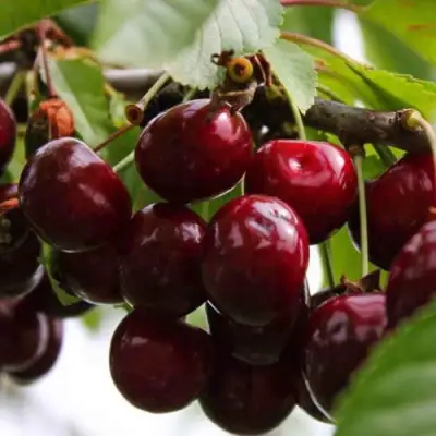 Вишня НОВОДВОРСКАЯ в Слониме