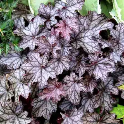 Гейхера ШУГА ФРОСТИНГ в Слониме