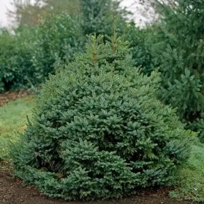 Ель НАНА сербская в Слониме