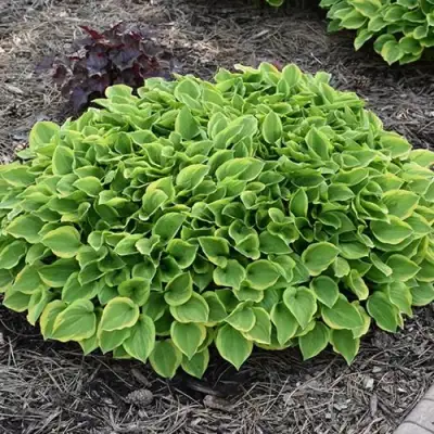 Хоста ГОЛДЕН ТИАРА в Слониме