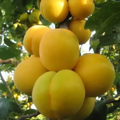 Слива ЛОДВА в Слониме