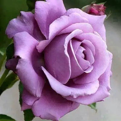 Роза МАЙЗЕР чайно-гибридная в Слониме