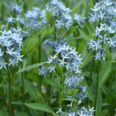 Амсония иволистная в Слониме