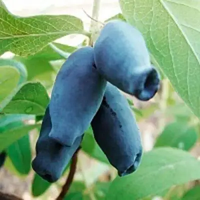 Жимолость съедобная АМФОРА в Слониме