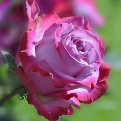 Роза ДИП ВОТЕР чайно-гибридная в Слониме