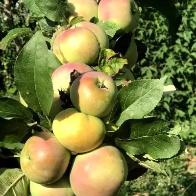 Яблоня ПРИОКСКОЕ колонновидная в Слониме
