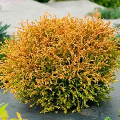 Туя ГОЛДЕН ТАФФЕТ западная в Слониме