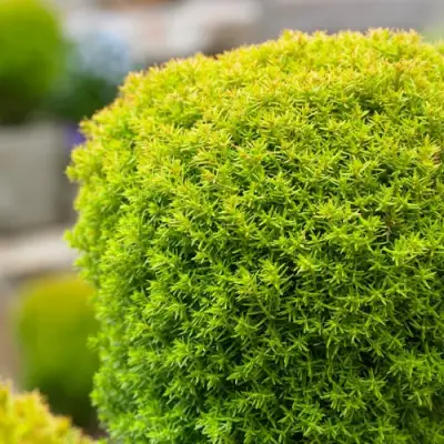 Туя АННИЕК западная в Слониме