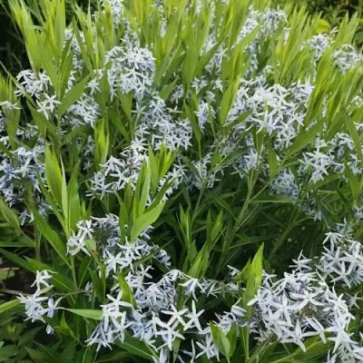 Амсония иволистная в Слониме