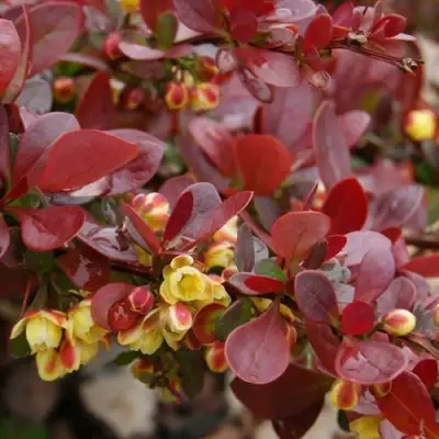 Барбарис КАРМЕН тунберга в Слониме