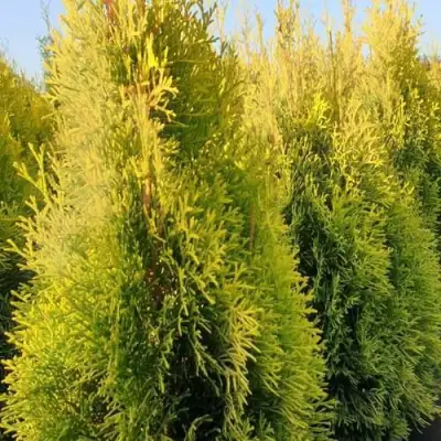 Туя ГОЛДЕН СМАРАГД западная в Слониме