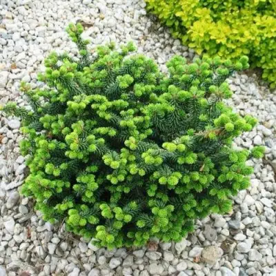 Пихта НАНА бальзамическая в Слониме