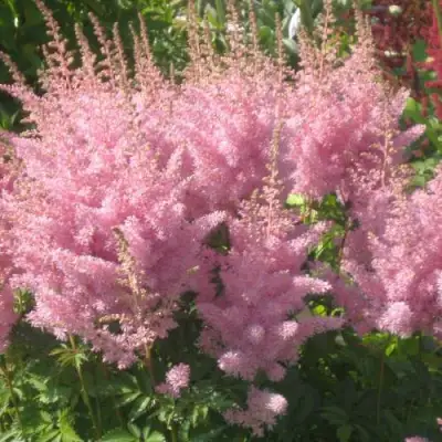 Астильба ЭДЕНС ОДИССЕЙ Арендса в Слониме