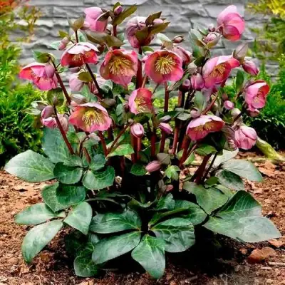 Морозник ВОСТОЧНЫЙ в Слониме