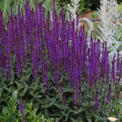 Шалфей КАРАДОНА в Слониме