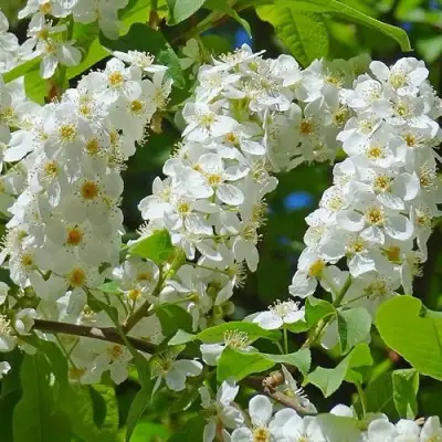 Черемуха ЧАЙКА в Слониме