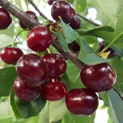 Дюк СЛАВЯНКА в Слониме