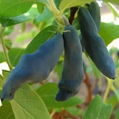 Жимолость съедобная НИМФА (ГАММА) в Слониме