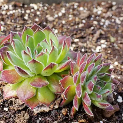 Молодило РУССКОЕ в Слониме