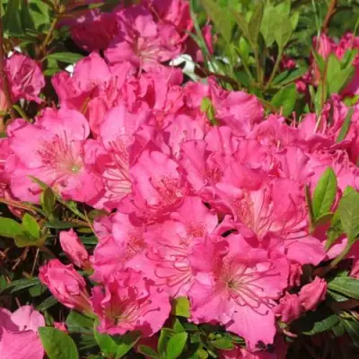 Азалия КИРСТИН японская в Слониме