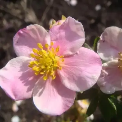 Лапчатка ПИНК КВИН кустарниковая в Слониме