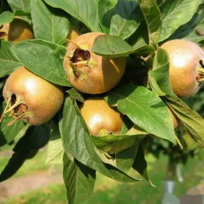 ГРУША МУШМУЛА