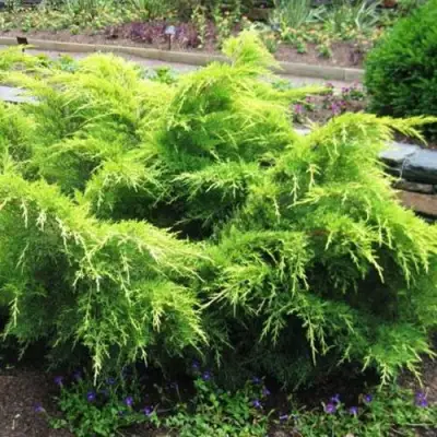 Можжевельник ГОЛД КОСТ средний в Слониме