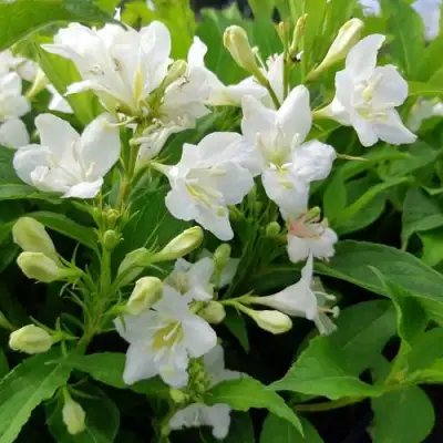 Вейгела БРИСТОЛЬСКАЯ СНЕЖИНКА в Слониме