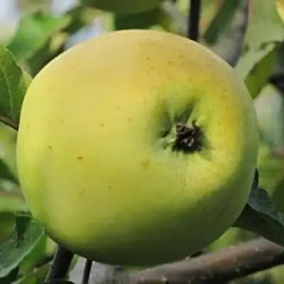 Яблоня РОССИЯНКА в Слониме