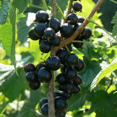 Смородина черная ВОЛОГДА в Слониме