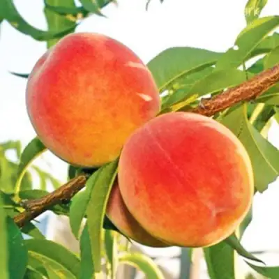 Персик ОНТАРИО в Слониме