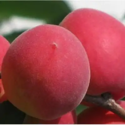 Абрикос РУБИН в Слониме